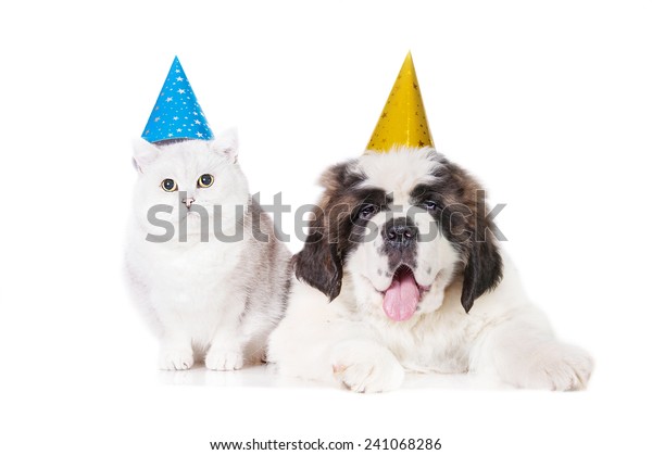 Saint Bernard Puppy British Shorthair Cat Stock Photo Edit Now