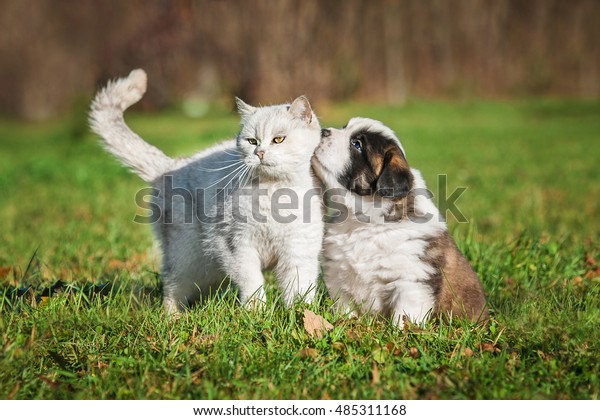 Saint Bernard Puppy British Shorthair Cat Stock Photo Edit Now