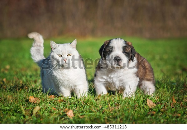 Saint Bernard Puppy British Shorthair Cat Stock Photo Edit Now