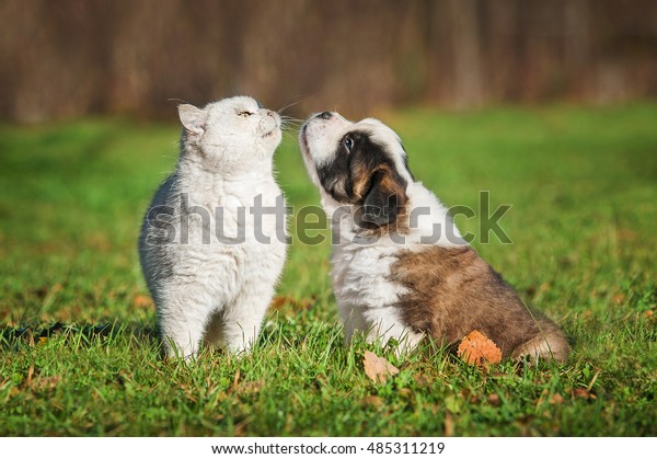 Saint Bernard Puppy British Shorthair Cat Royalty Free Stock Image