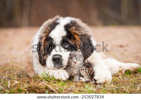 Saint bernard puppy with little kittens 
