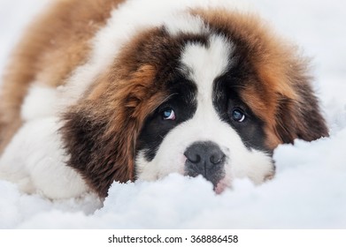 Saint Bernard Puppy Lying In Snow