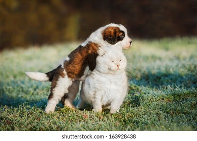 Bilder Stockfoton Och Vektorer Med St Bernard Rescue Shutterstock