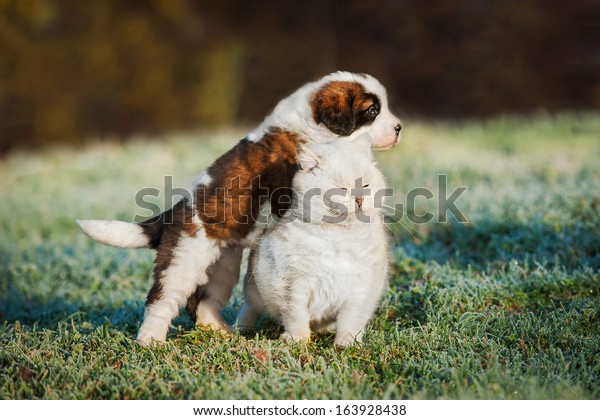 Saint Bernard Puppy Playing British Shorthair Stock Photo Edit