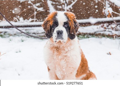 Saint Bernard Puppy Playing In The Snow