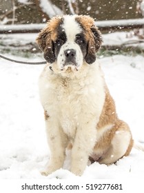 Saint Bernard Puppy Playing In The Snow