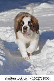 Saint Bernard Puppy Running In The Snow