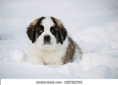 Saint Bernard Puppy In Snow