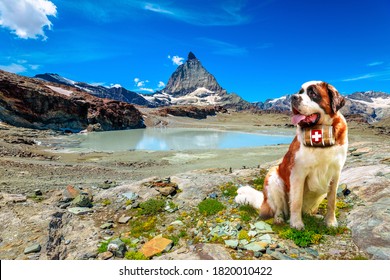 Saint Bernard Rescue Dog With Keg Of Brandy In Alpine Meadows Around Matterhorn Peak. Mount Cervin Of Swiss Alps Reflected In Glacier Lake By Trockener Steg Of Zermatt, Mountain In Valais Switzerland.