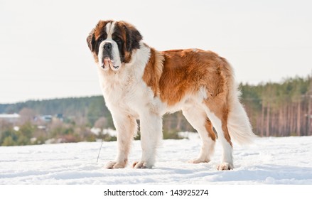 St Bernard Dog Images Stock Photos Vectors Shutterstock