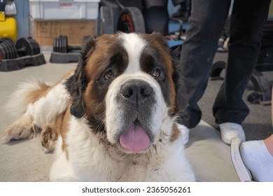 Saint Bernhard dog fully grown. Happy dog - Shutterstock ID 2365056261