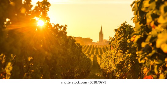 Saint Emilion, Vineyard Sunrise, Bordeaux Wine, France