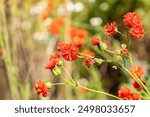 Saint Gallen, Switzerland, July 14, 2024 Emilia Coccinea plant at the botanical garden