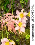 Saint Gallen, Switzerland, July 14, 2024 Hemerocallis Catherina Woodberry plant at the botanical garden