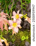 Saint Gallen, Switzerland, July 14, 2024 Hemerocallis Catherina Woodberry plant at the botanical garden