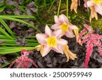 Saint Gallen, Switzerland, July 14, 2024 Hemerocallis Catherina Woodberry plant at the botanical garden