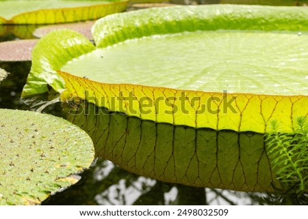 Similar – Foto Bild Die Santa-Cruz-Seerose, die auf Lateinisch Victoria cruziana heißt, steht in einer Reihe auf einem Teich im botanischen Garten. Sie sind von verschiedenen tropischen Pflanzen umgeben. Sie werden in einem Gewächshaus kultiviert.