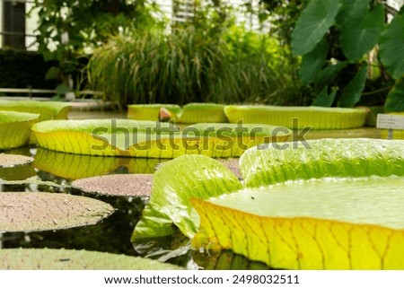 Similar – Foto Bild Die Santa-Cruz-Seerose, die auf Lateinisch Victoria cruziana heißt, steht in einer Reihe auf einem Teich im botanischen Garten. Sie sind von verschiedenen tropischen Pflanzen umgeben. Sie werden in einem Gewächshaus kultiviert.