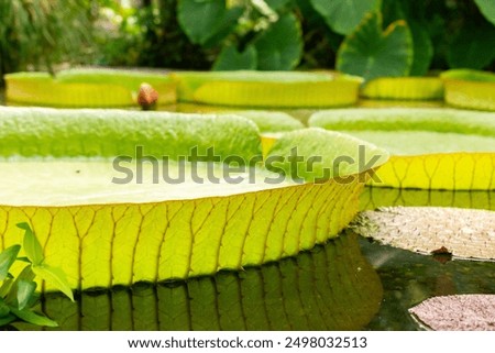 Similar – Foto Bild Die Santa-Cruz-Seerose, die auf Lateinisch Victoria cruziana heißt, steht in einer Reihe auf einem Teich im botanischen Garten. Sie sind von verschiedenen tropischen Pflanzen umgeben. Sie werden in einem Gewächshaus kultiviert.