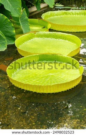 Similar – Foto Bild Die Santa-Cruz-Seerose, die auf Lateinisch Victoria cruziana heißt, steht in einer Reihe auf einem Teich im botanischen Garten. Sie sind von verschiedenen tropischen Pflanzen umgeben. Sie werden in einem Gewächshaus kultiviert.