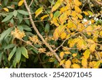 Saint Gallen, Switzerland, October 19, 2024 Hamamelis Virginiana or witch hazel plant at the botanical garden