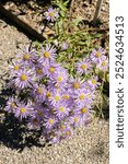 Saint Gallen, Switzerland, September 7, 2024 Aster Amellus Rudolph Goethe or european Michaelmas daisy plant at the botanical garden