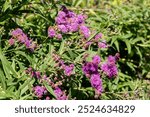 Saint Gallen, Switzerland, September 7, 2024 Vernonia Gigantea or giant ironweed plant at the botanical garden