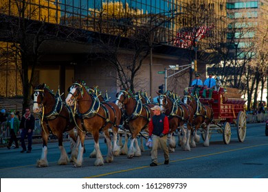 Saint Louis, MO—Mar 15, 2019; decorated Clydesdale horses with white feet pull traditional Budweiser beer wagon down market street during Saint Patricks day parade downtown