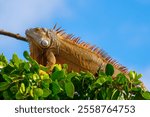 Saint Martin - January 29 2024 - Iguana on a tree in Saint Martin