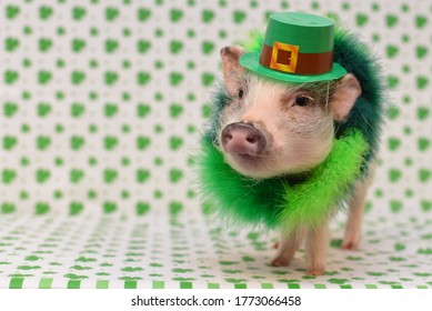 Saint Patrick's Day Pet Pig