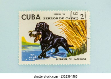 Saint Petersburg, RUSSIA - 06 March, 2019: A stamp printed in Cuba shows hunting dog, labrador, circa 1976