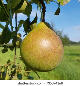 Saint Remy, Pyrus Communis