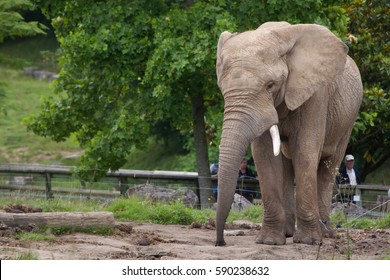 SAINT-AIGNAN, FRANCE - JUNE 30, 2016: Visitors Look At The African Bush Elephant (Loxodonta Africana) At Beauval Zoo In Saint-Aignan Sur Cher, France.