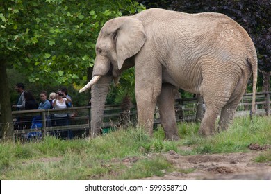 SAINT-AIGNAN, FRANCE - JUNE 30, 2016: Visitors Look At The African Bush Elephant (Loxodonta Africana) At Beauval Zoo In Saint-Aignan Sur Cher, France.