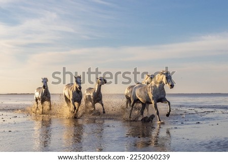 Saintes-Maries-de-la-Mer, Bouches-du-Rhône, Provence-Alpes-Cote d'Azur, France. Camargue horses running through water in morning light.
