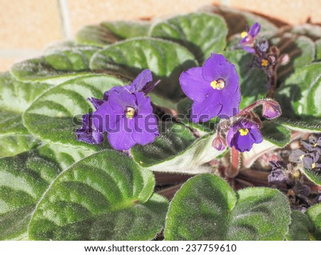 Saintpaulia African Violet house plant flower plantae angiosperms eudicots asterids lamiales gesneriaceae saintpaulia