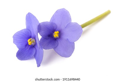 African Violet Images Stock Photos Vectors Shutterstock