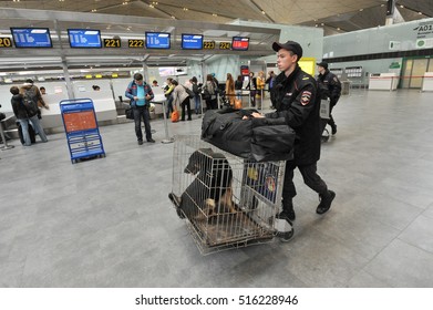 Saint-Petersburg, Russia - April 28, 2016: Police At The Airport Pulkovo Are Registered Service Dogs For The Flight By Plane.