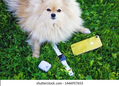 Saint-Petersburg/Russia - 06.09.2019:  Pomeranian Spitz Dog With An Apple Gadjets: Yellow IPhone XR, Apple Watch And Airpods