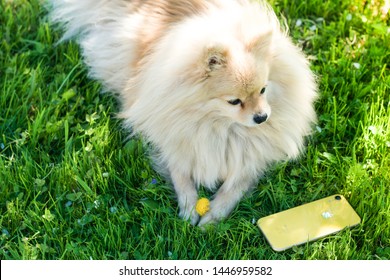 Saint-Petersburg/Russia - 06.09.2019:  Pomeranian Spitz Dog With An Apple Gadjet Yellow IPhone XR