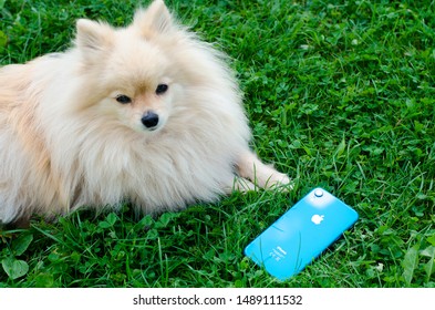 Saint-Petersburg/Russia - 08.09.2019: Cute Pomeranian Spitz Dog, Puppy Lying On The Green Grass And A New Apple Gadget - Smartphone IPhone XR Blue 