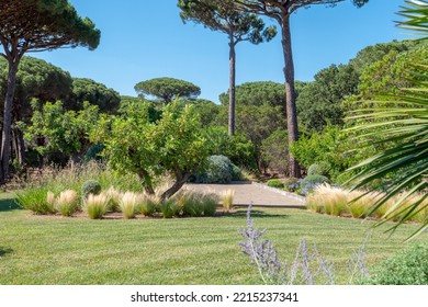 Saint-Tropez, France - June 30th 2022 : Large Private South Of France Garden With Mowed Green Lawn, Olive Trees, Pines And Other Bushes, Blue Sky