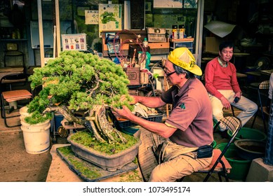 Saitama, Japan 9/30/2017 The Bonsai Master At Work, Taking Care Of The Bonsai Trees At Omiya Bonsai Village