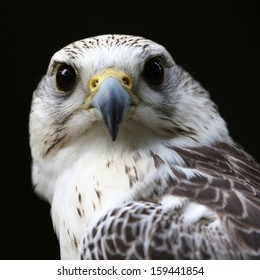 Saker Falcon 