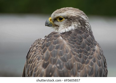 Saker Falcon