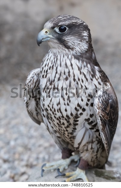 Saker Falcon Stock Photo (Edit Now) 748810525