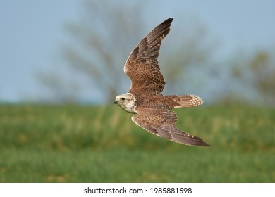 Saker Falcon Bird Of Prey In Fast Flight.