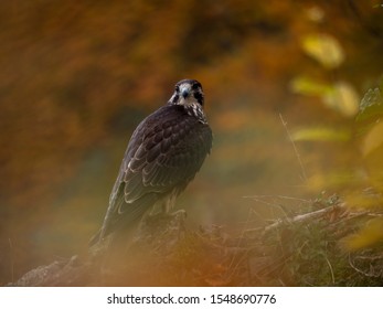 Saker falcon (Falco cherrug) in autumn forest. Saker falcon sitting on rock in autumn tree. - Shutterstock ID 1548690776