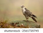 Saker falcon ( falco cherrug ) close up