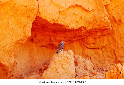Saker falcon (Falco cherrug) in Flaming Cliffs, Bayanzag, Gobi Desert, Mongolia, East Asia